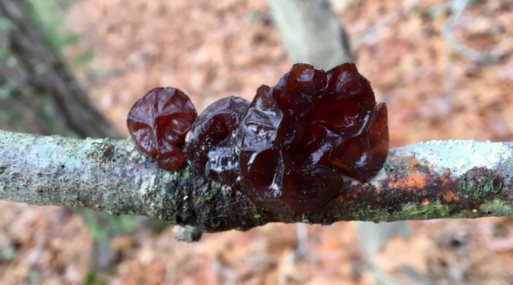 jelly cat mushroom