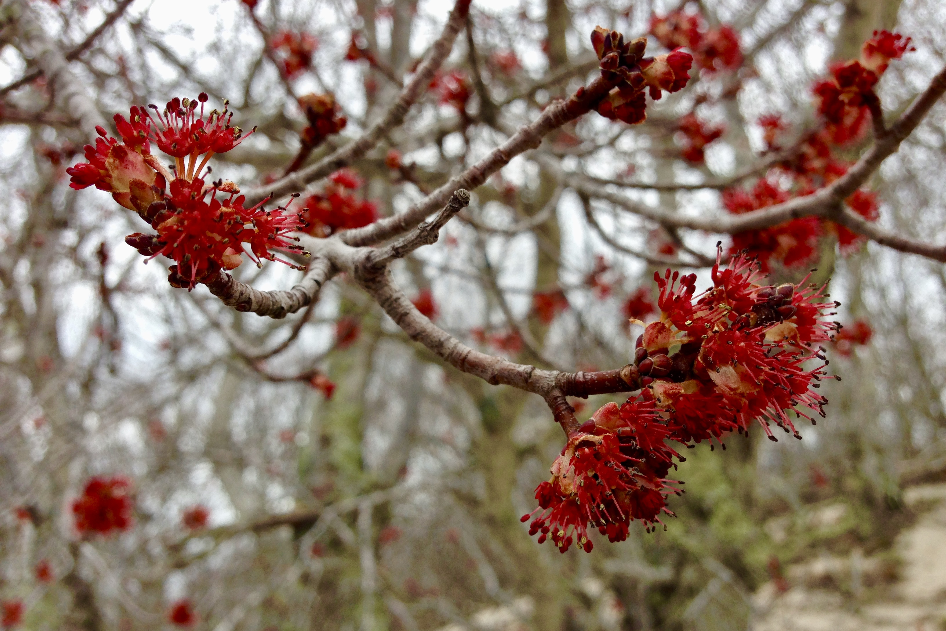 Red maple (Acer rubrum) flowers Seashore to Forest Floor