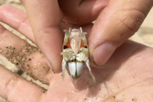 mole emerita crabs pointed end crab underside anterior female