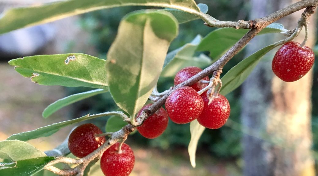 Image result for autumn olives