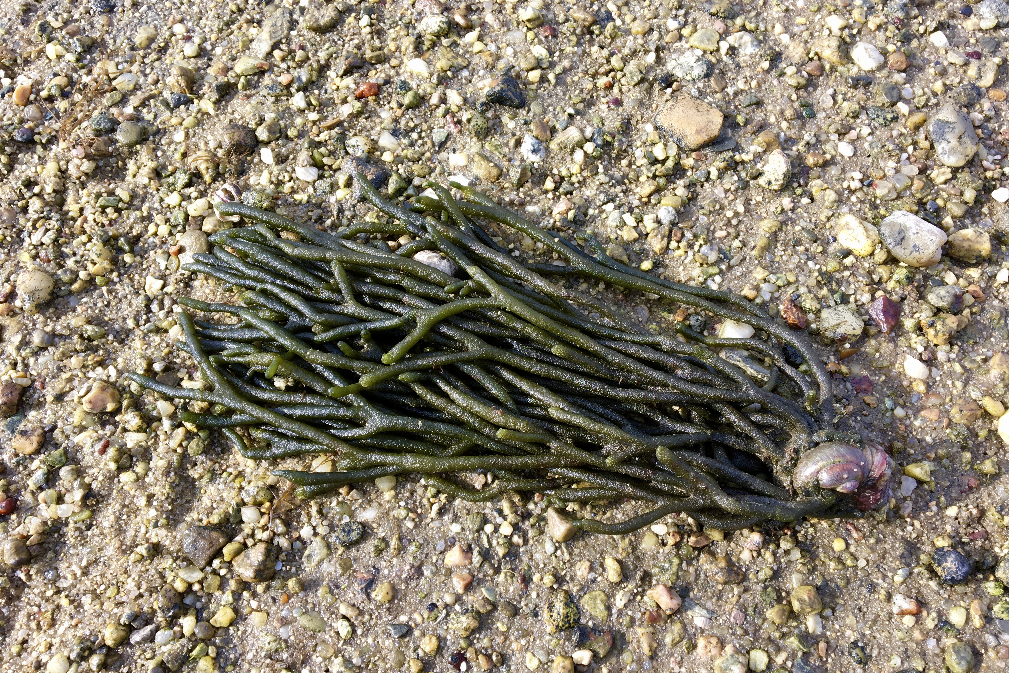 Dead Man’s Fingers (Codium fragile) Seashore to Forest Floor