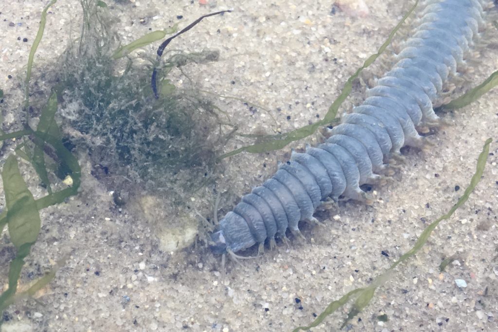 Clam worm (Nereis virens) – Seashore to Forest Floor
