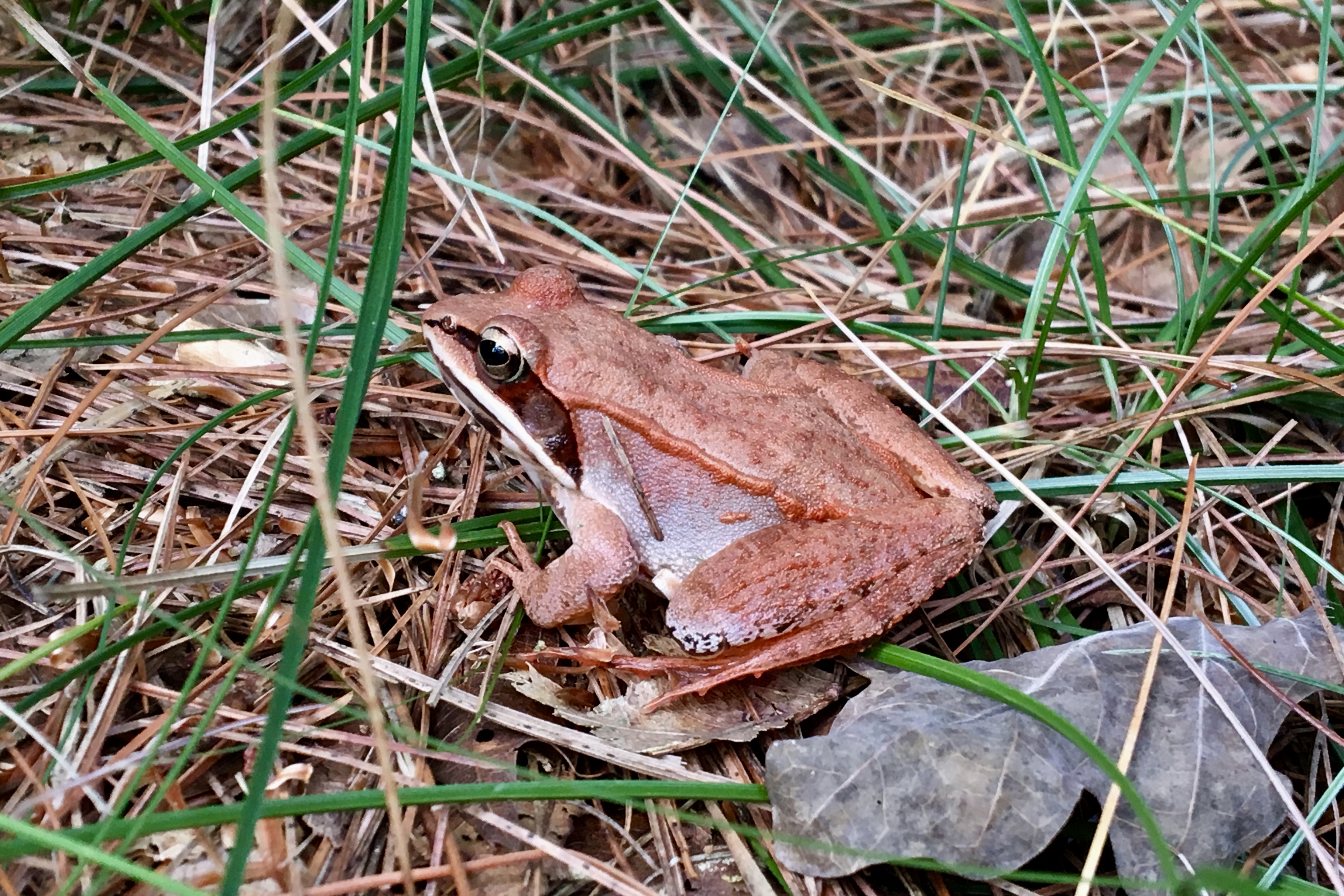 Wood Frog (Rana sylvatica) Seashore to Forest Floor