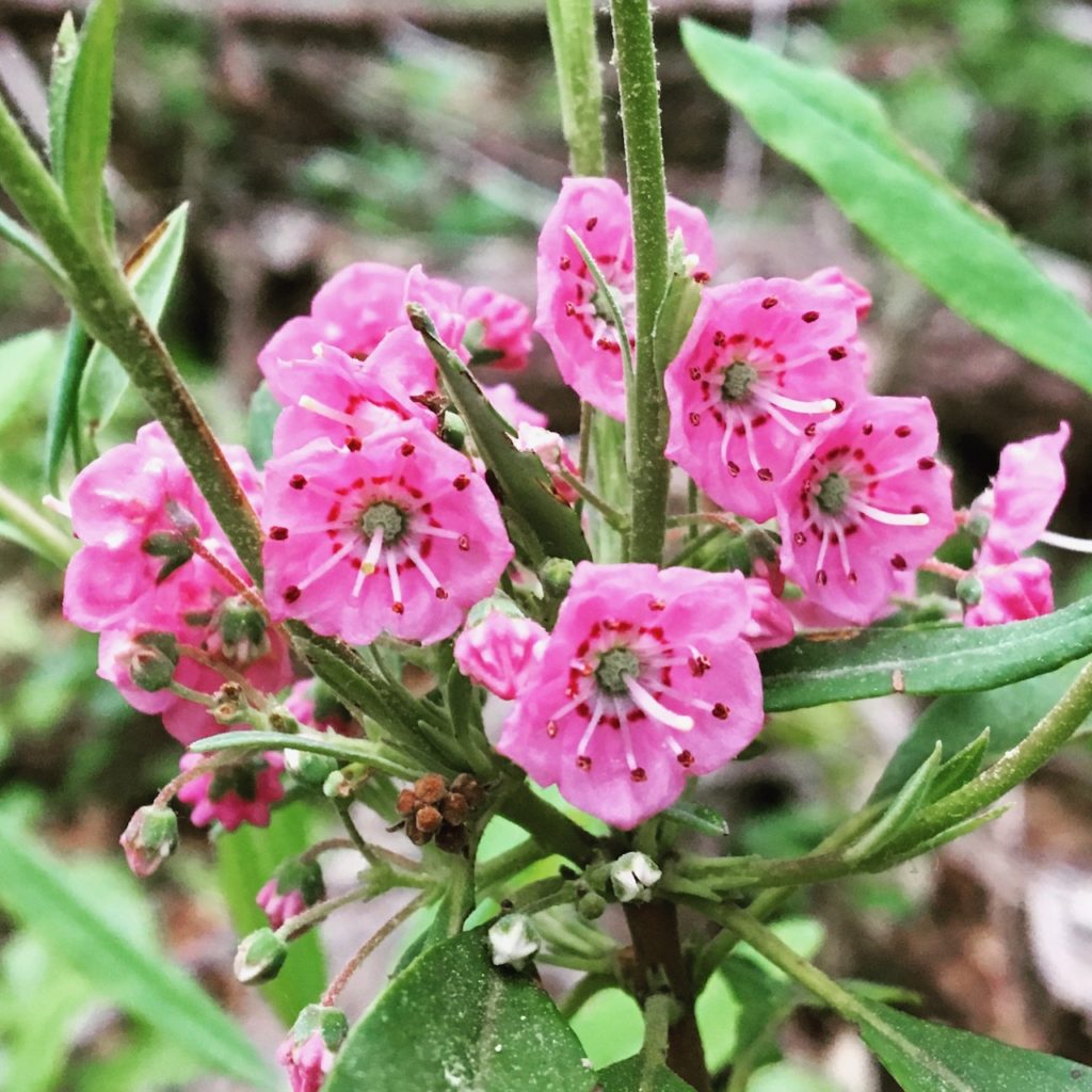 Sheep laurel (Kalmia angustifolia) Seashore to Forest Floor