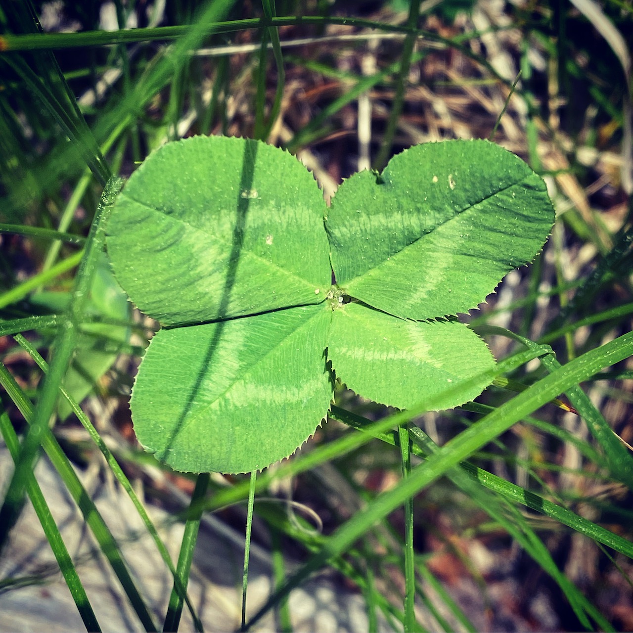 White Clover (Trifolium repens) Seashore to Forest Floor