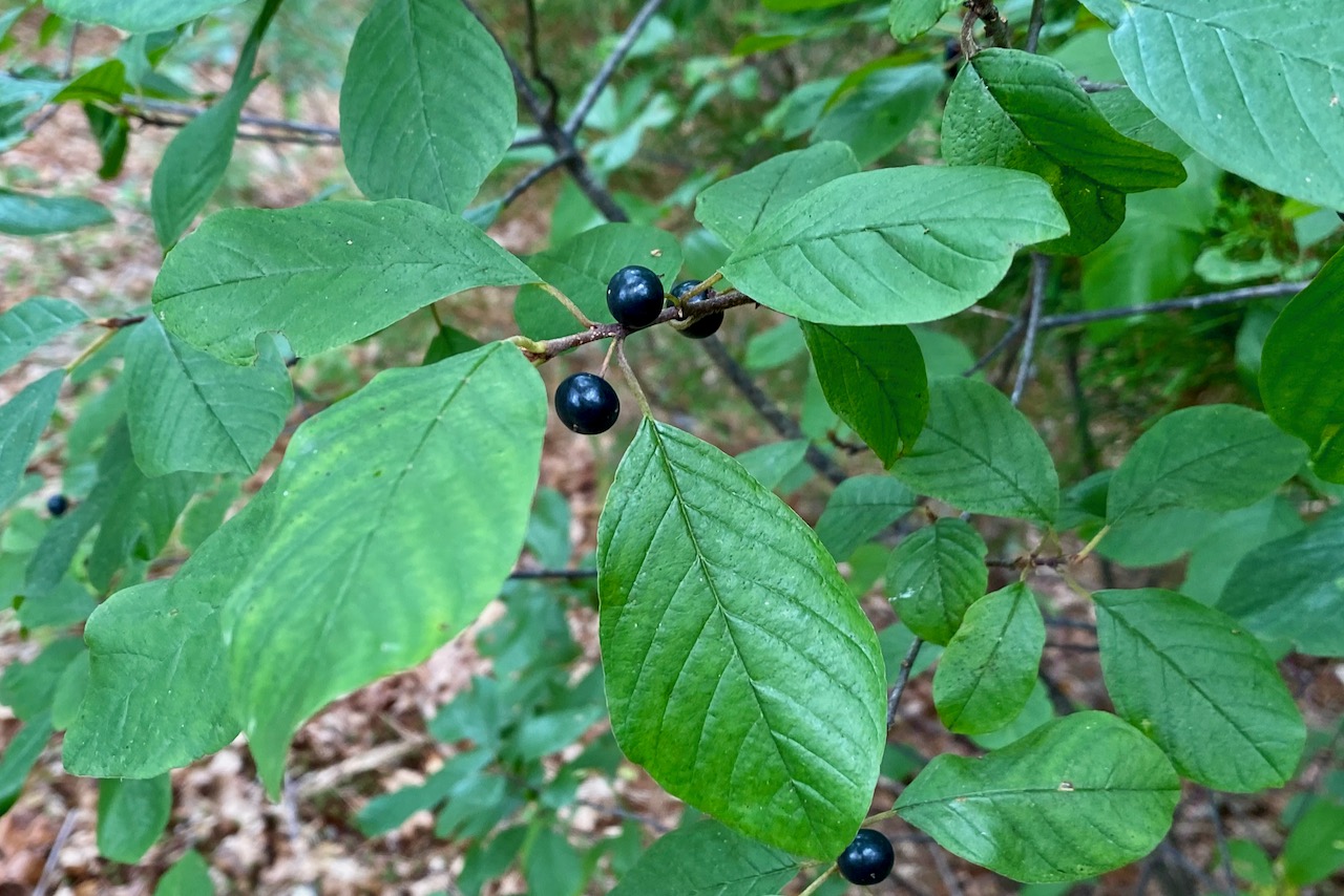 buckthorn