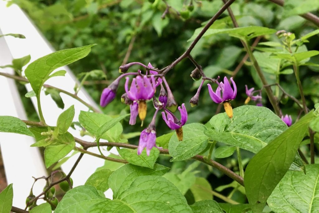 Bittersweet Nightshade (Solanum dulcamara) Seashore to