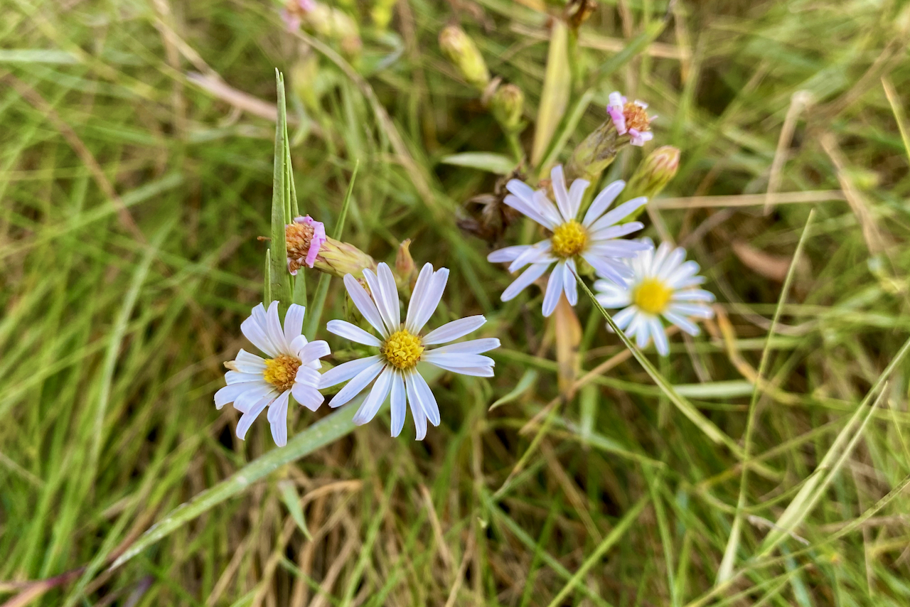 Wildflower Wednesday Perennial Salt Marsh Aster