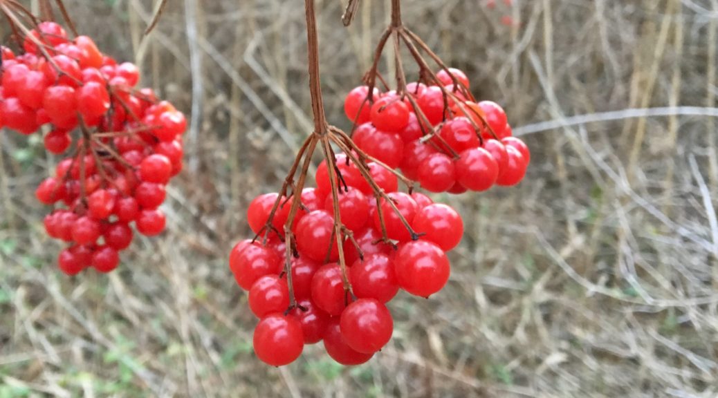 Highbush Cranberries - Fruits That Start With H