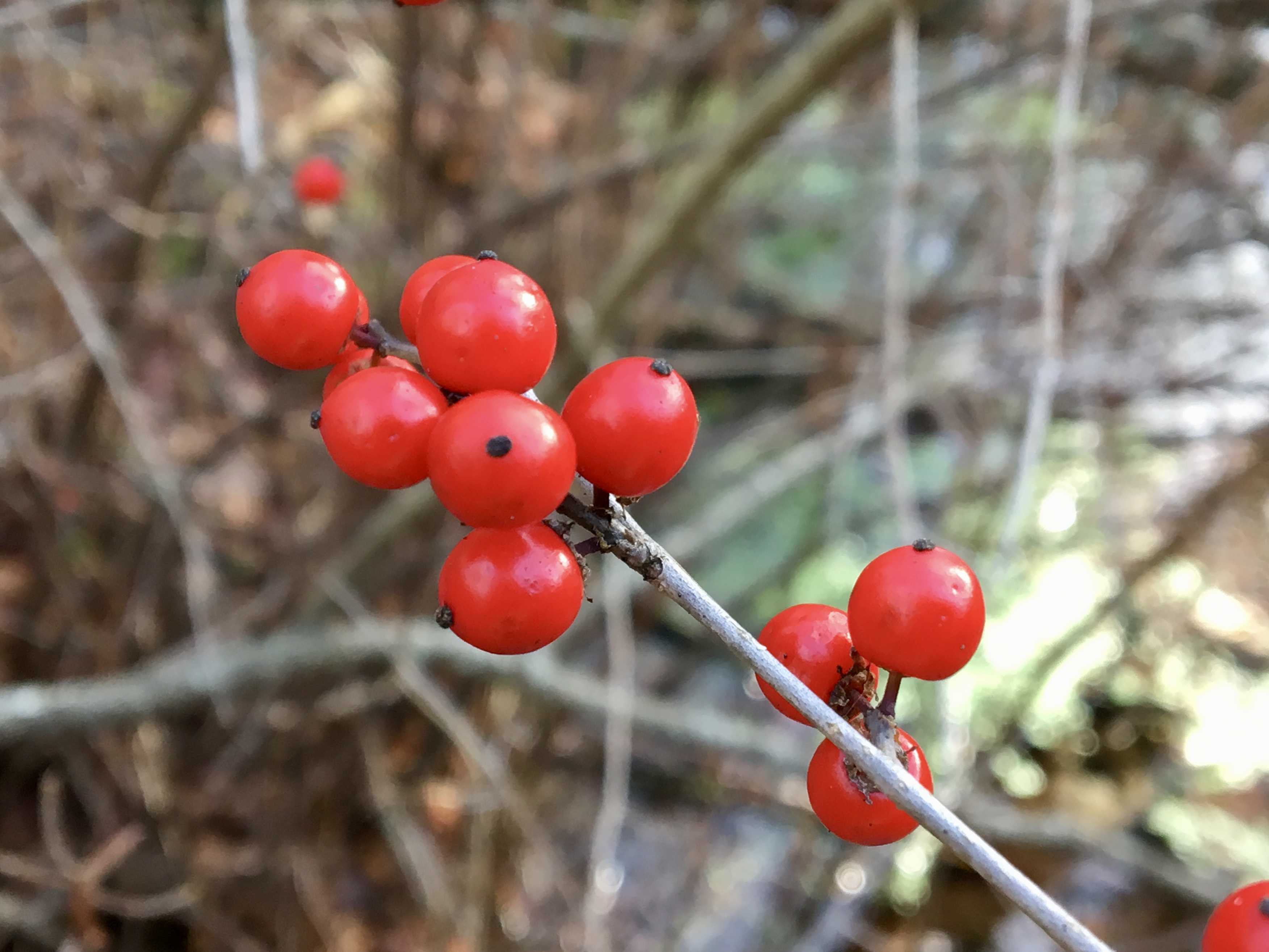 Winterberry and other winter berries Seashore to Forest