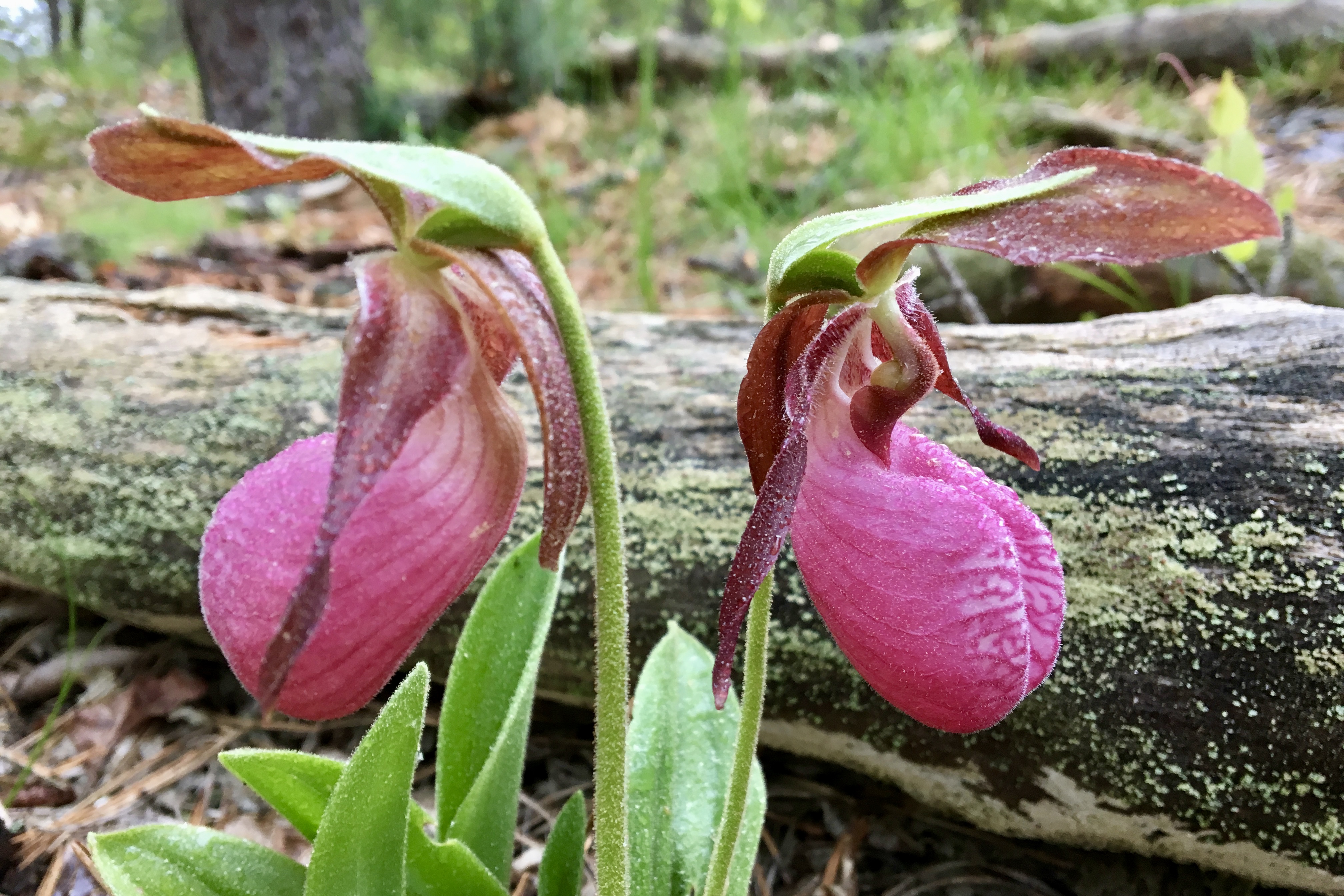 Cypripedium reginae - Wikipedia