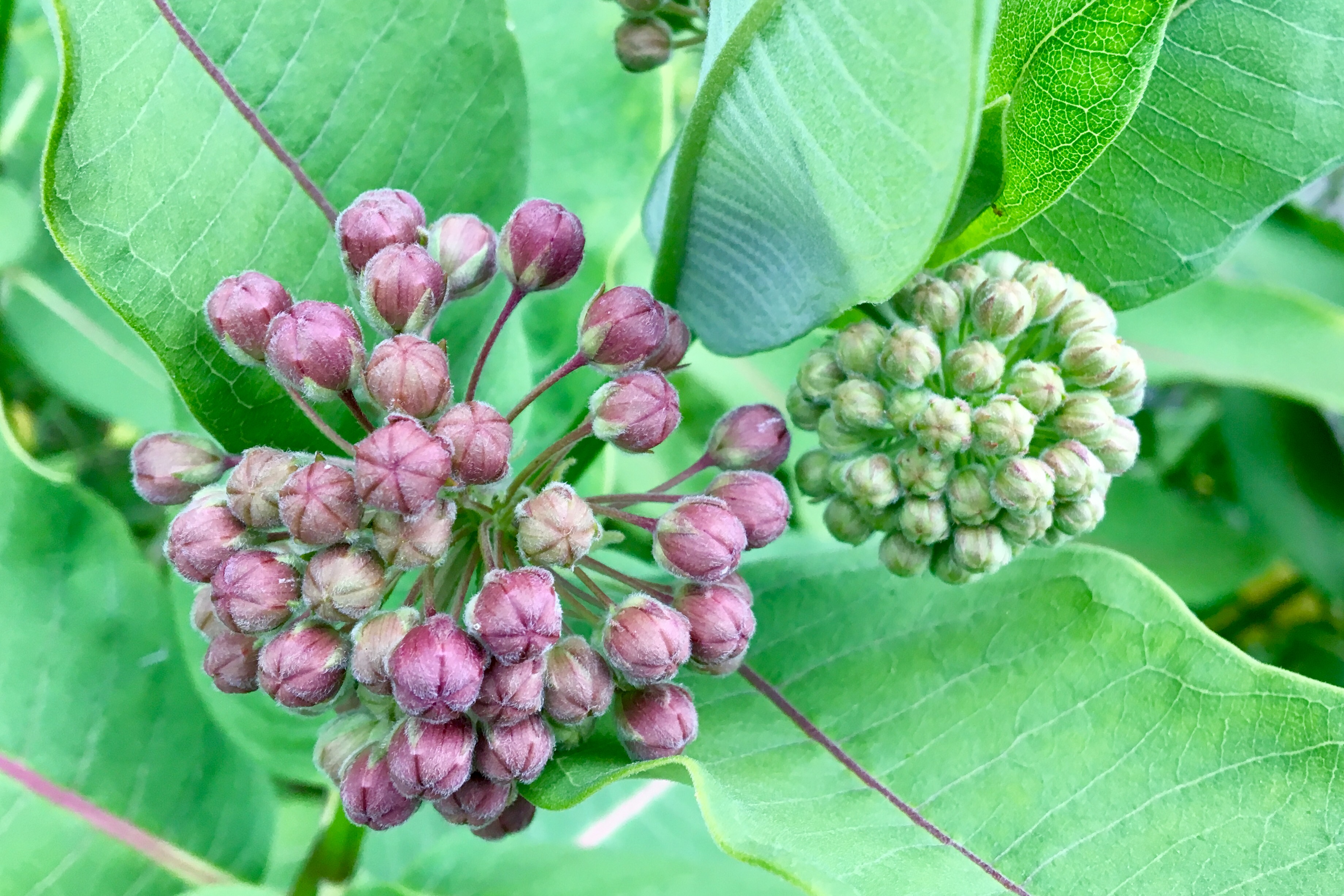 Wild Edible Common Milkweed Seashore To Forest Floor wild-edible-common-milkweed-seashore-to-forest-floor