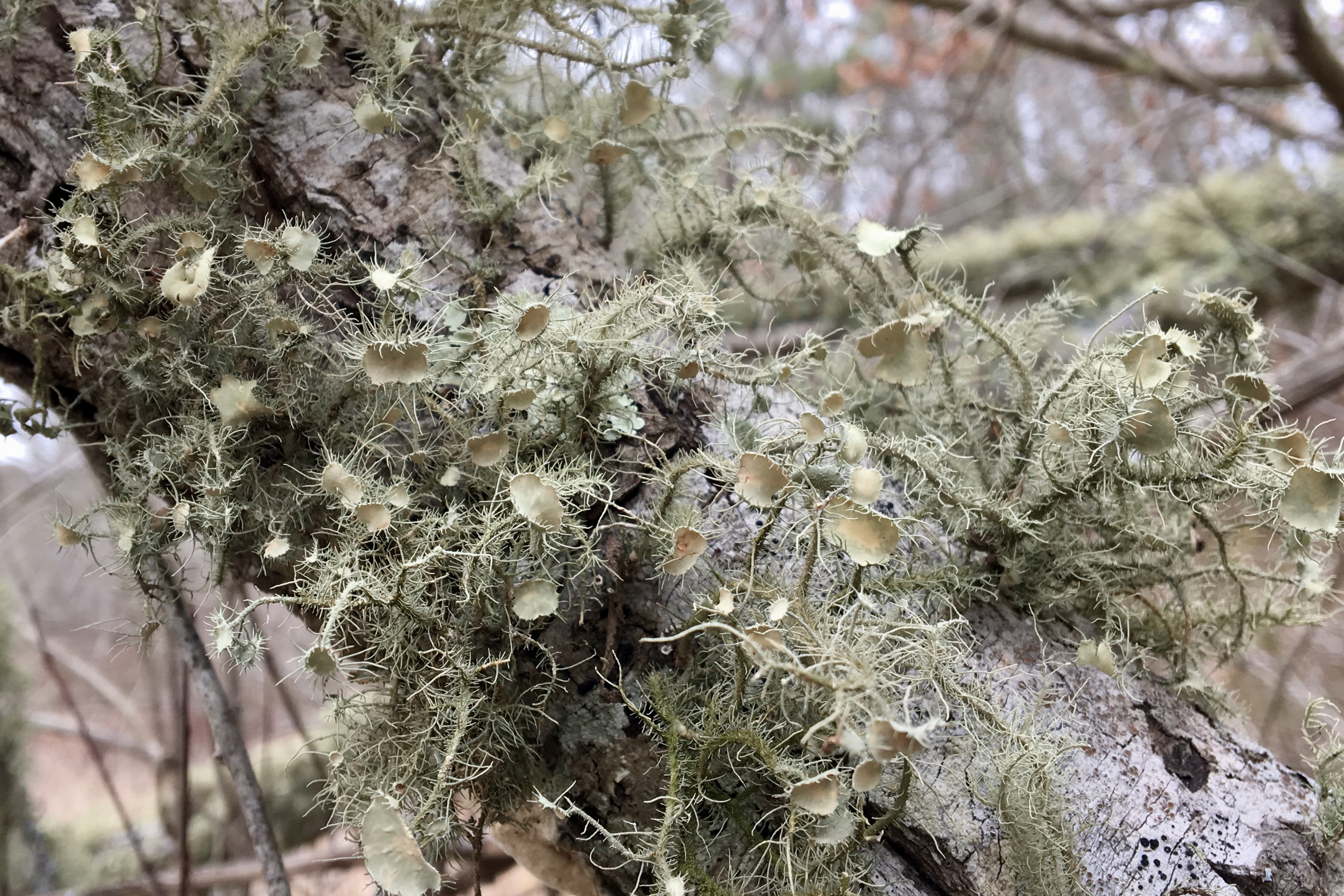 Old man’s beard lichen (Usnea sp.) Seashore to Forest Floor