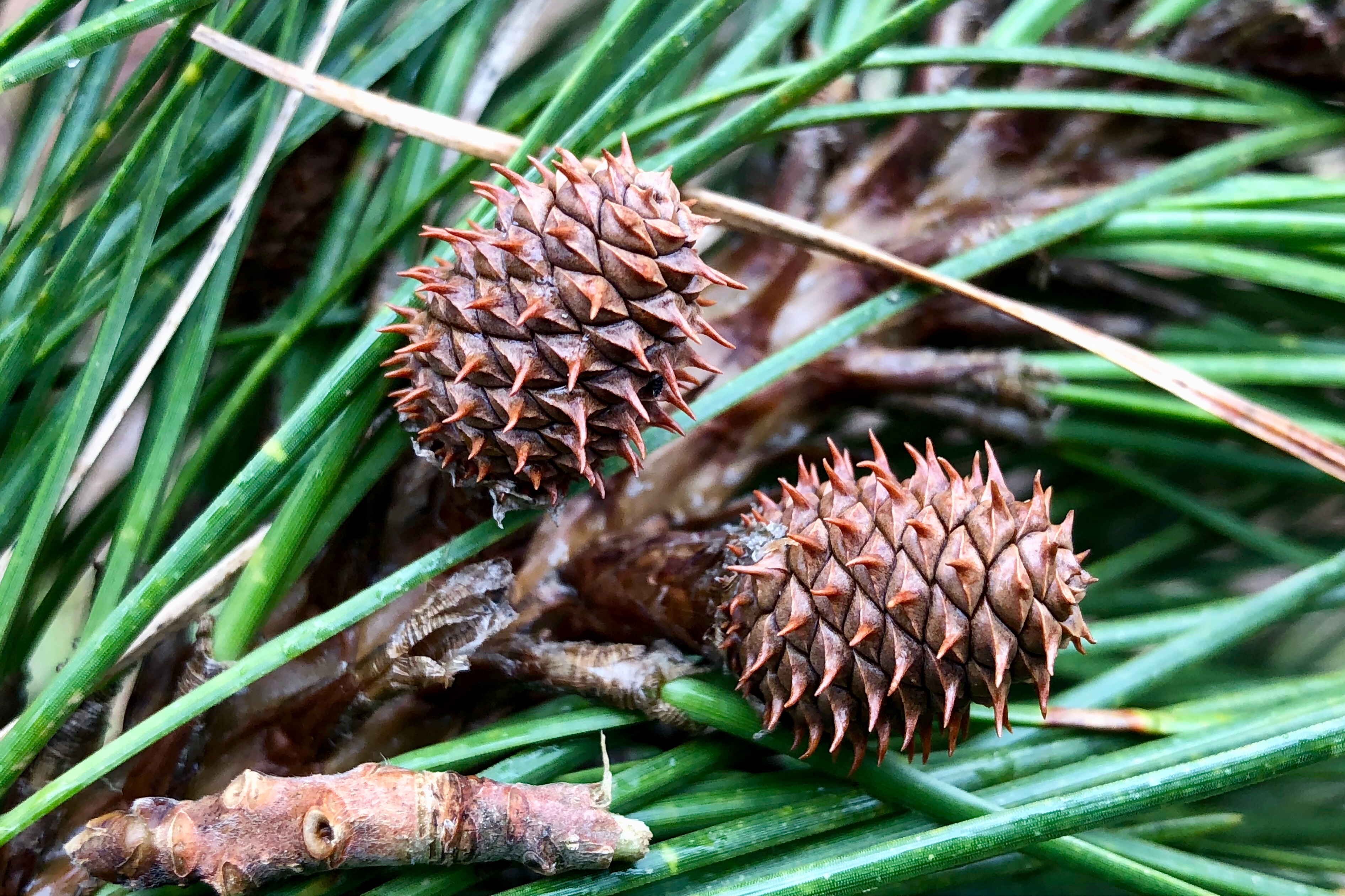 pitch-pine-pinus-rigida-immature-cones-seashore-to-forest-floor