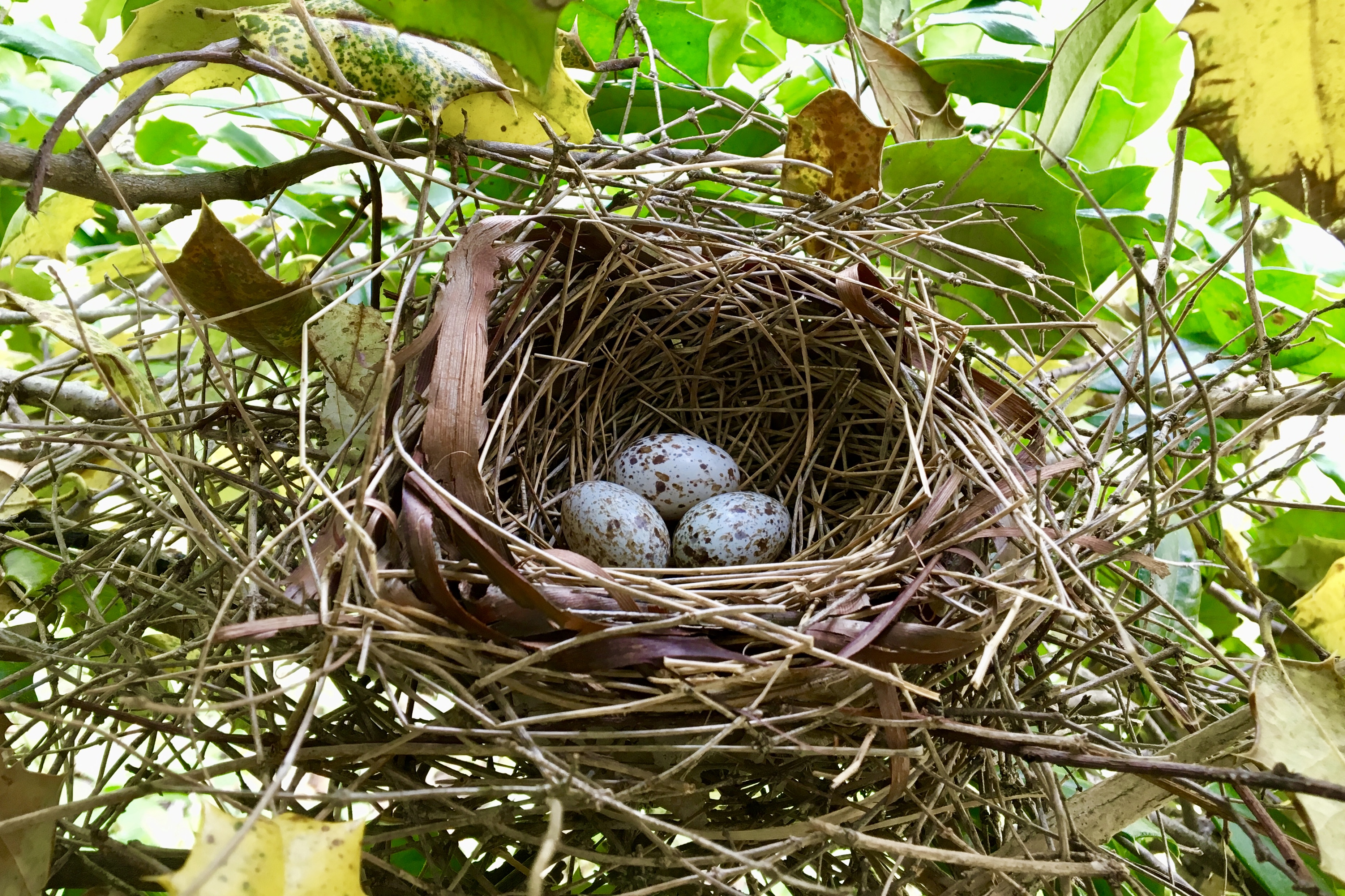 Their nests. Съедобные птичьи гнёзда. Птичьи гнезда Вьетнам. Птица портной гнездо. Гнездо 4.0.