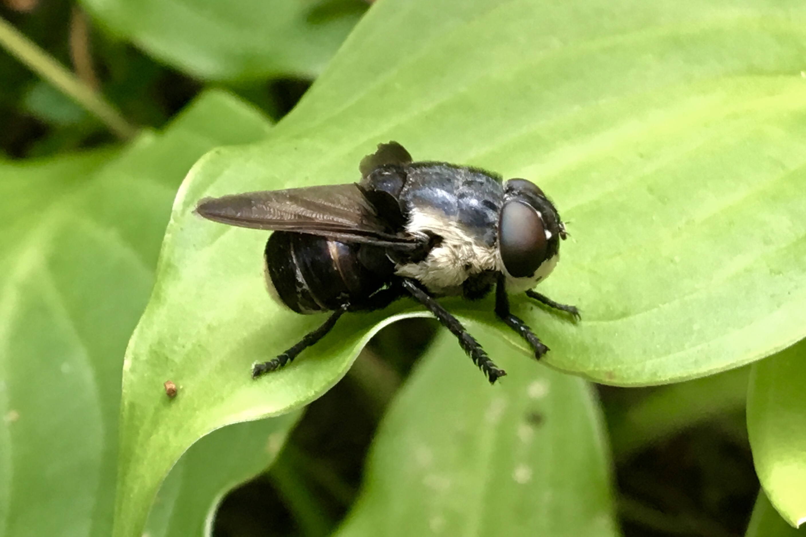 Mouse bot fly (Cuterebra fontinella) – Seashore to Forest Floor