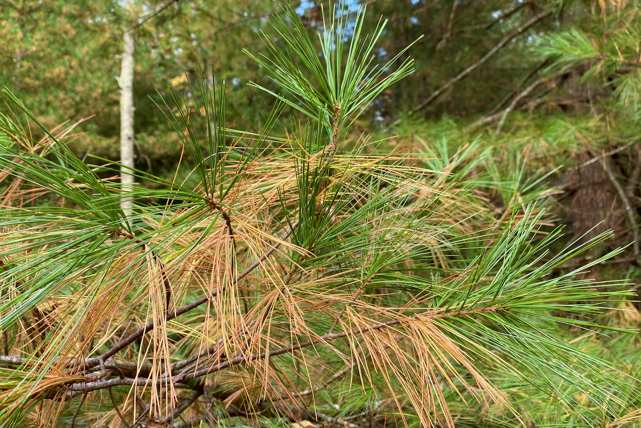 But aren’t pine trees evergreen? Seashore to Forest Floor